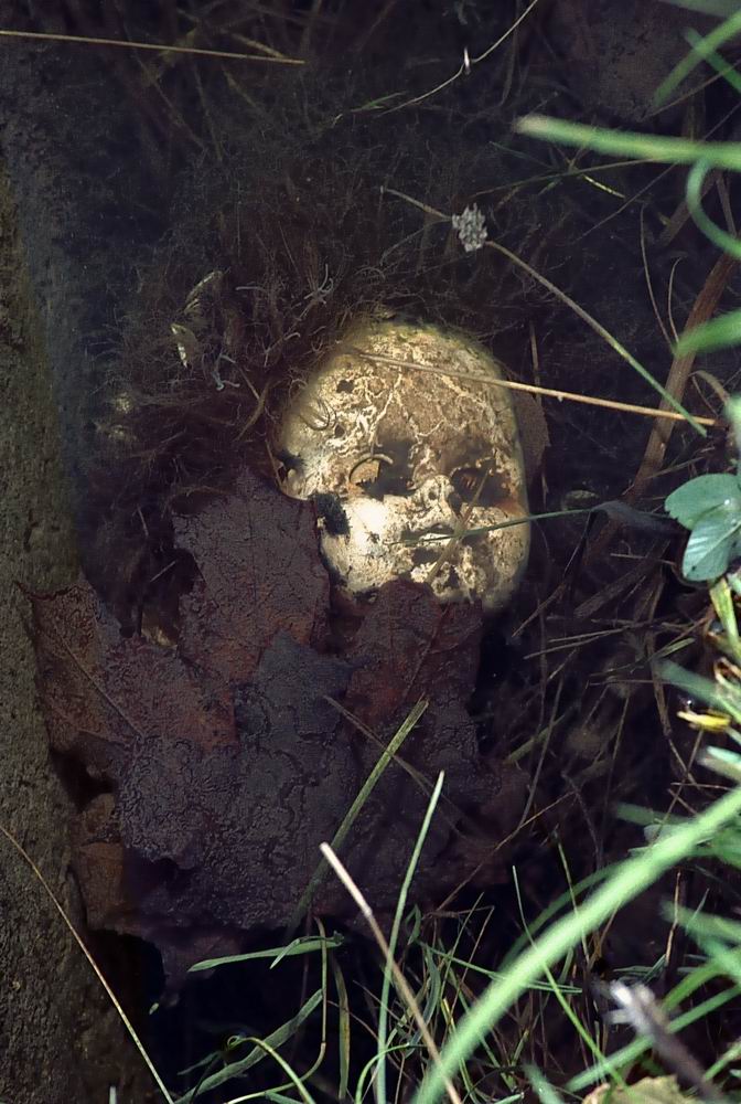 momento mori