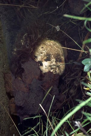 momento mori