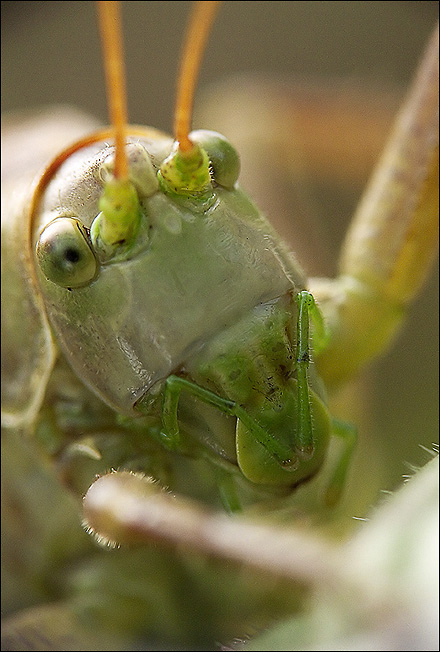 Tettigonia viridissima.