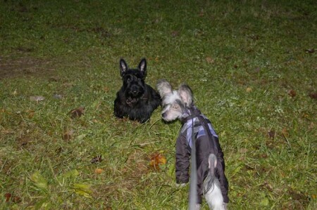 Встреча под покровом ночи