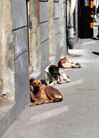 За что вы бросили меня, за что? Где мой очаг? Где мой ночлег? 