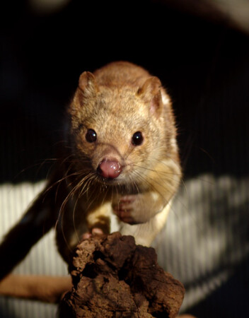 &amp;quot;Тигра&amp;quot;