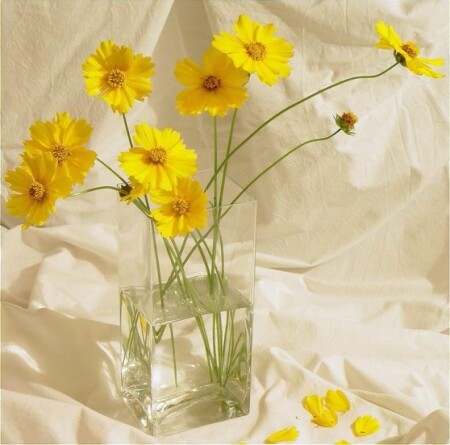 Солнечные зайчики