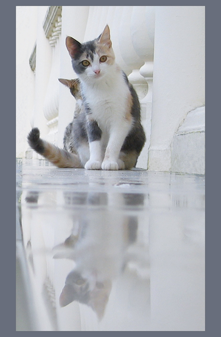 Четыре кошки и один хвост