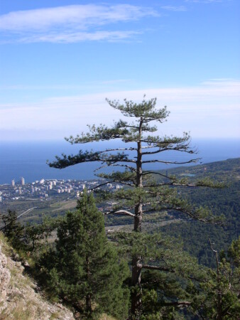 Сосна 2