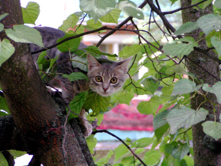 Хоть отсюда на этот конкурс поглядеть...