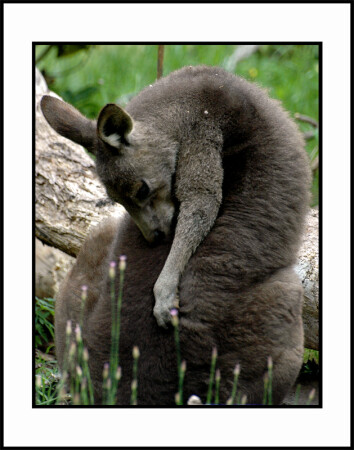roo2