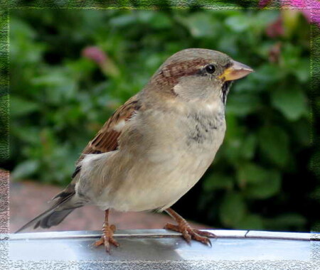 Дай покушать!