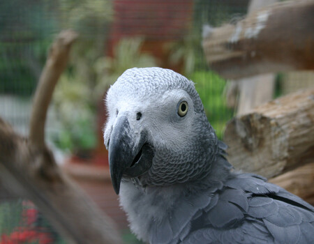 Попка дурак