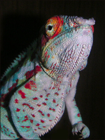 Chamelion