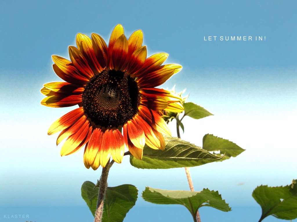 LET SUMMER IN!