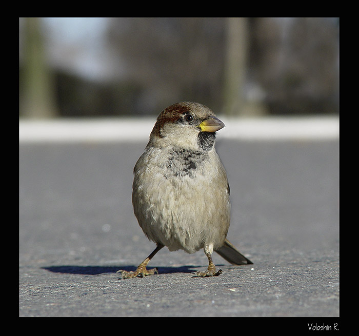 Sparrow