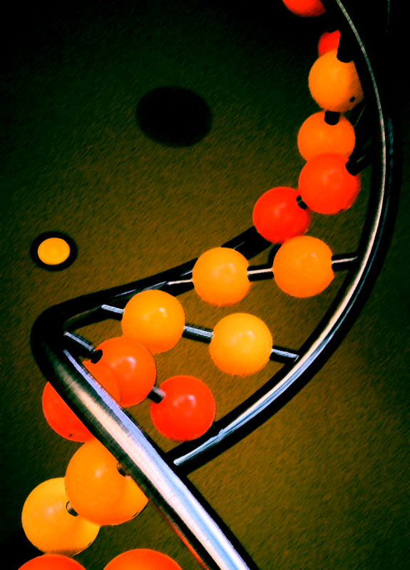 Genetically modified
