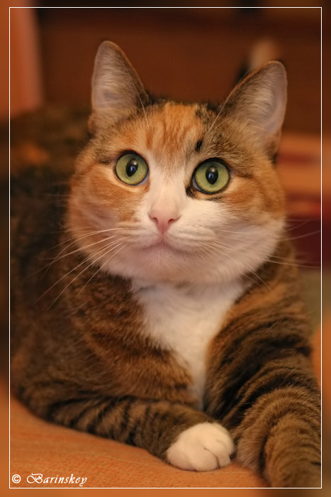 Кошкина дума