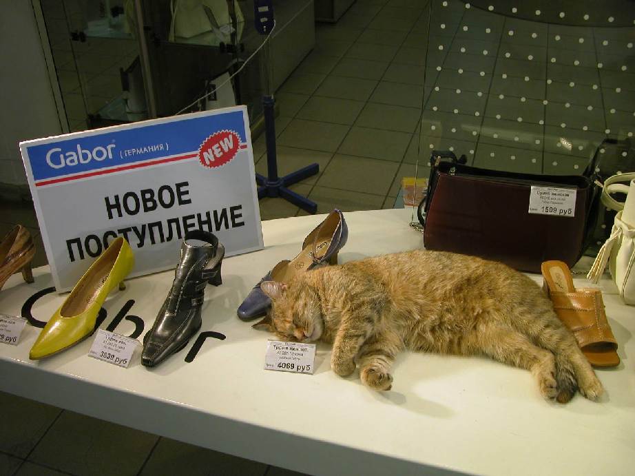 Из новой коллекции