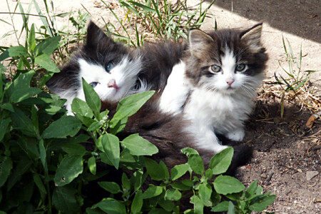 летняя печальная