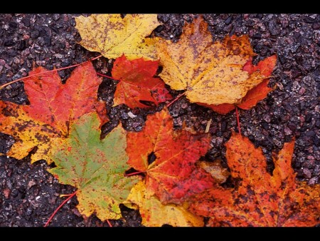 Листья Осени