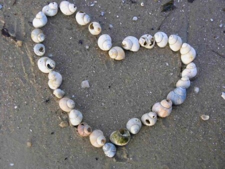 Ракушечная любовь