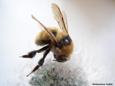 шмель застывший в вечности