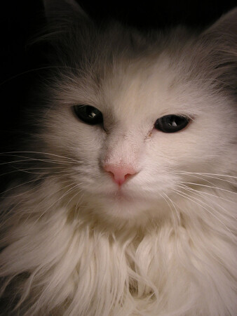 ... Взгляд... Нефритового Скорпиона...