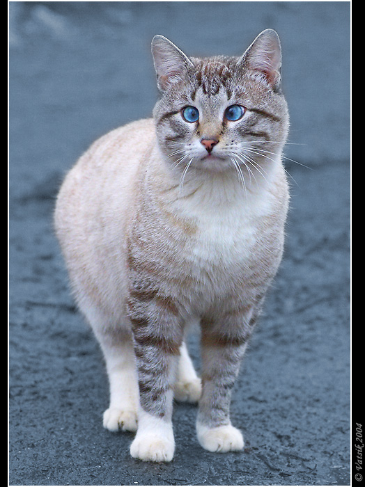 ну, да, косой!.. зато КРАСиИВЫЙ