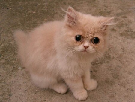 Цены на Вискас ростут