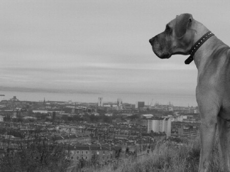 Шотландский Дог