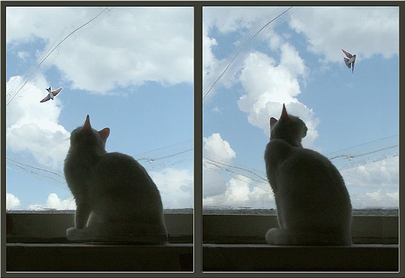 Кошка в облаках