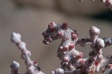 Pigmy Seahorse