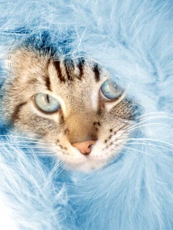 Новогоднее настроение