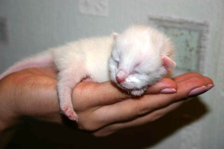 новорожденный