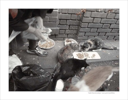 "КОТЫ БРУКЛИНА" НЬЮ ЙОРК