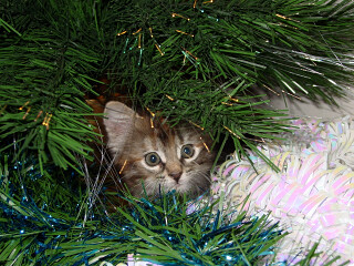 HI ! это я! оказывается новый год-то сегодня...