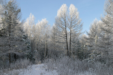 Причудливый лес.