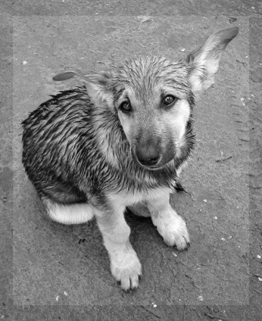 Собачье одиночество