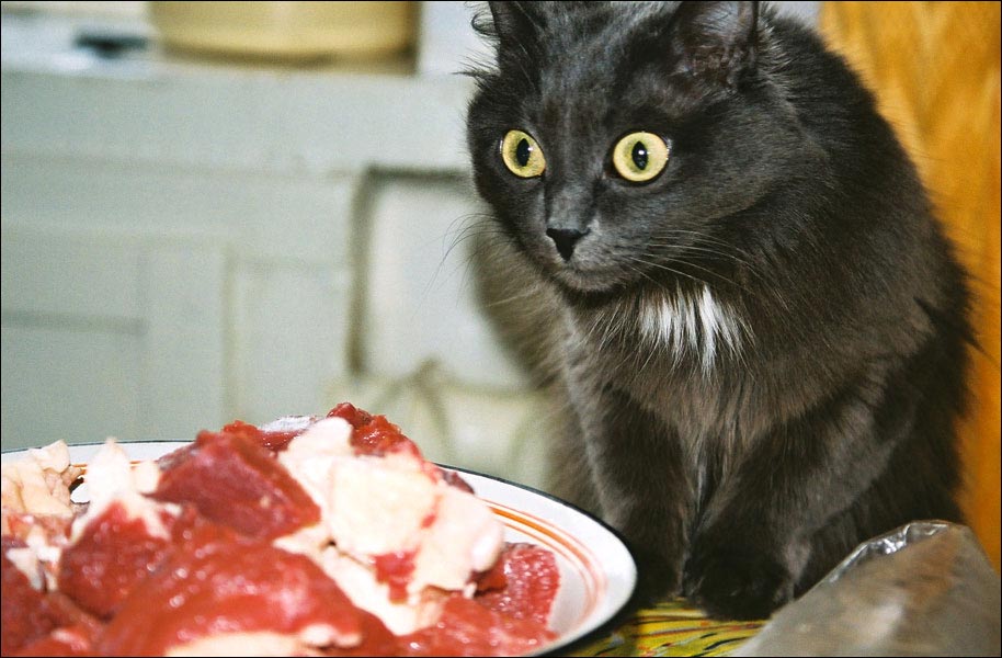МЯСО!!!
