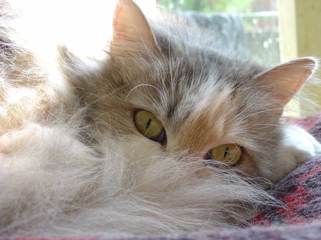 Honey