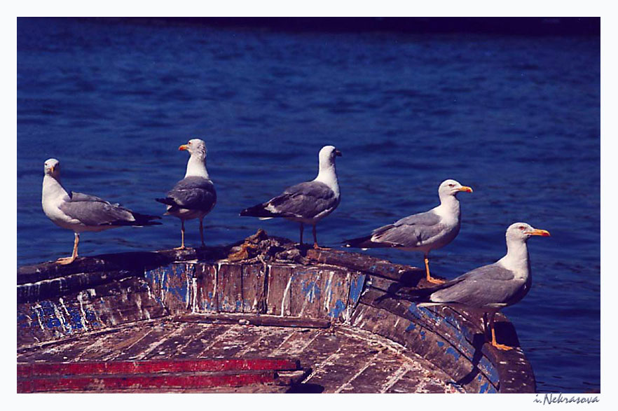 seagulls