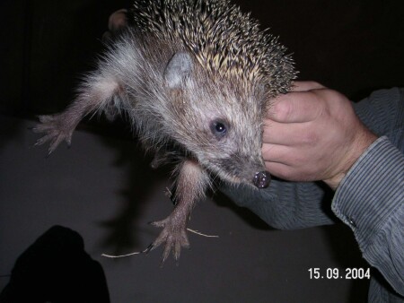 Голубоглазый