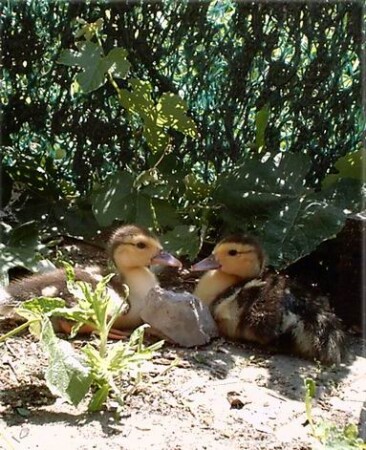 Детский сад