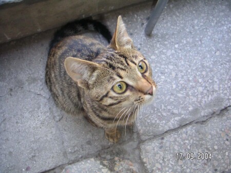 Усатый-полосатый