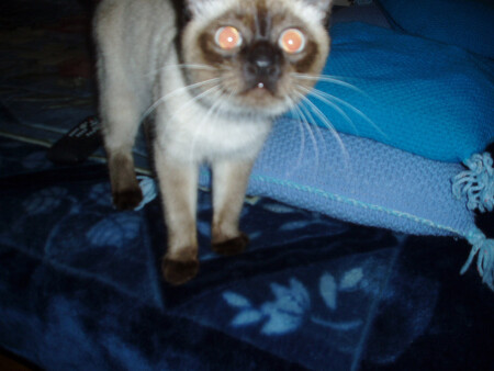 эта странная Масси:)