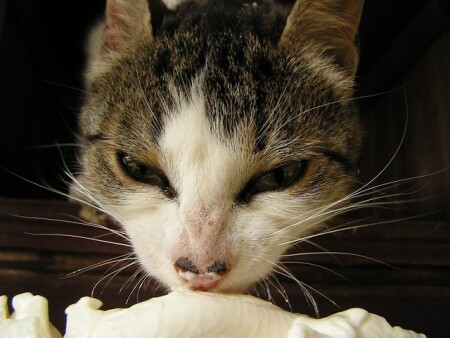 Инопланетяне тоже любят сметану