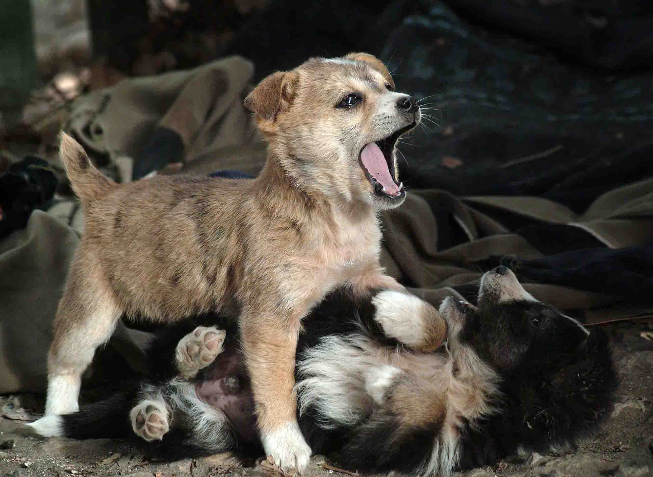 щенки
