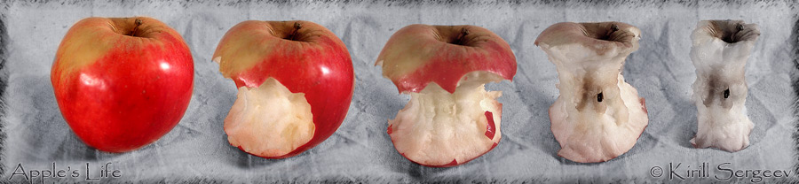 Из жизни яблока (Apple's Life)