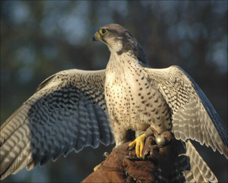 перед охотой