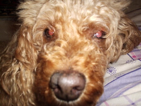 Песика носик