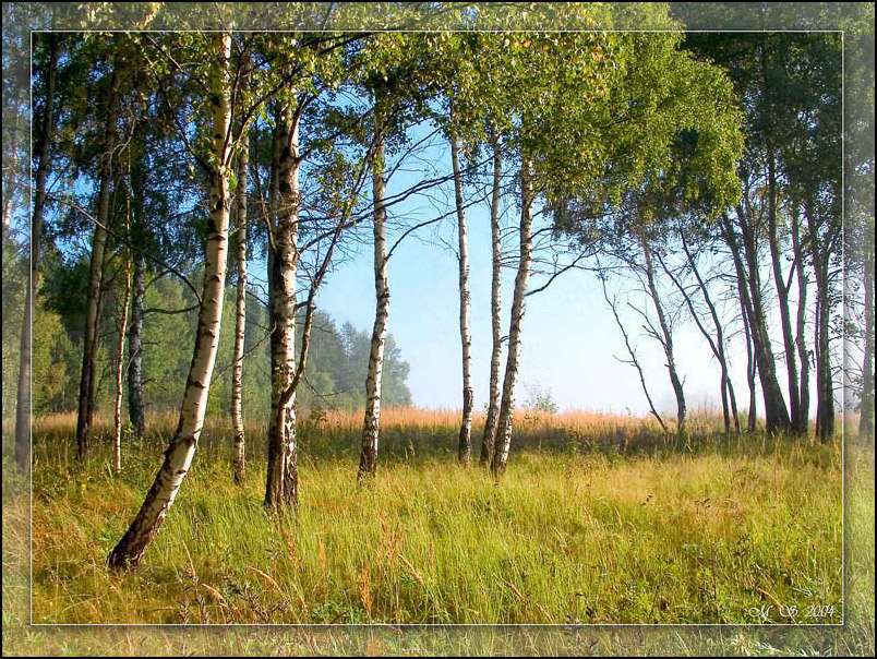 Березовое утро