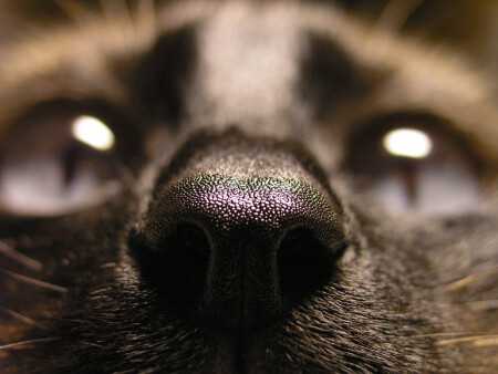 Радужный нос