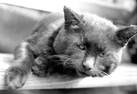 Старик (он устал)